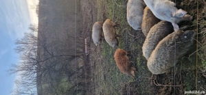 Mangalița de vanzare - imagine 5