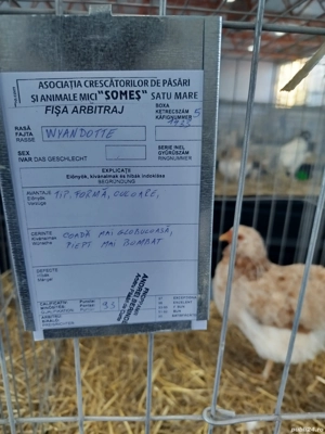 Oua de incubat  din rasa new hamphisire și wyandotte pitic  - imagine 2