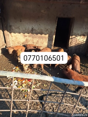 Vând purcei de carne  - imagine 2