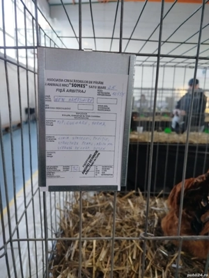 Găini din rasa new hamphisire  - imagine 3