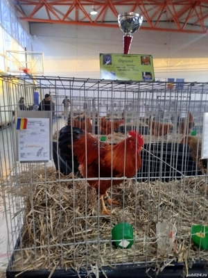 Găini din rasa new hamphisire  - imagine 2