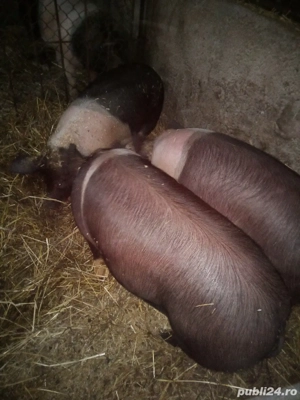 vând porci bazna 