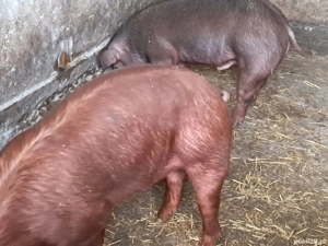 Porci duroc pentru sacrificat 90-100 kg