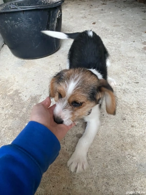 Vand Catel Beagle - imagine 3