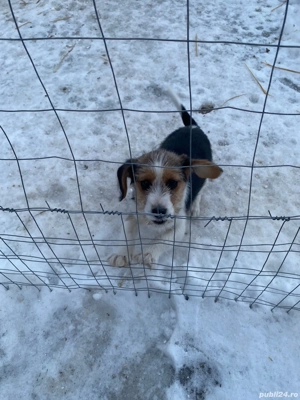 Vand Catel Beagle - imagine 2