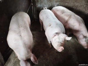 Vând porci  - imagine 2