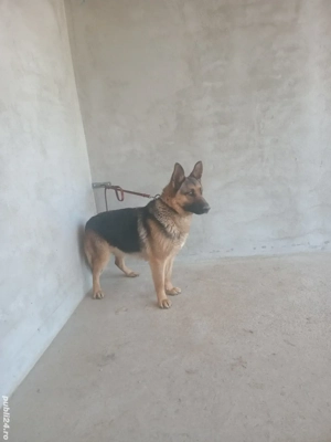 femela ciobanesc german !