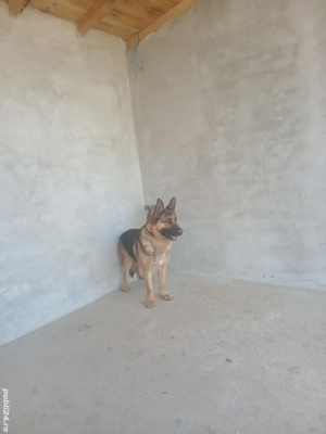 femela ciobanesc german ! - imagine 3