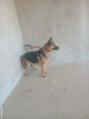 femela ciobanesc german ! - imagine 4