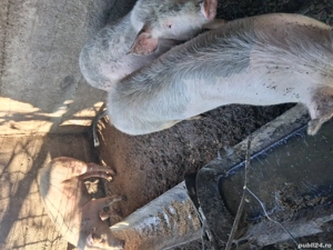 Vând purcei  - imagine 2