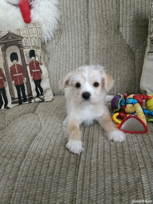 Shih Tzu 3 luni - imagine 2