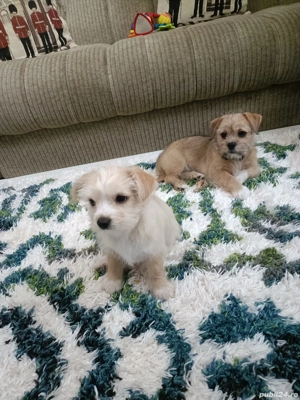 Shih Tzu 3 luni - imagine 3