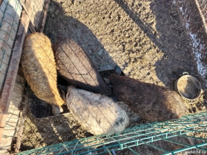 Mistret cu mangalita - imagine 4