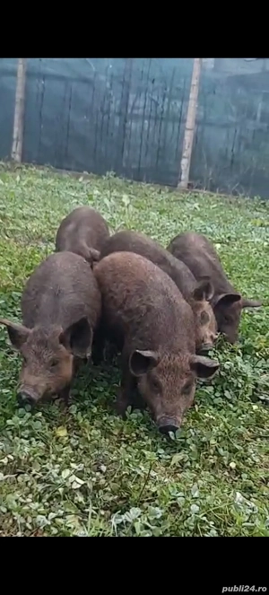 Mistret cu mangalita - imagine 2