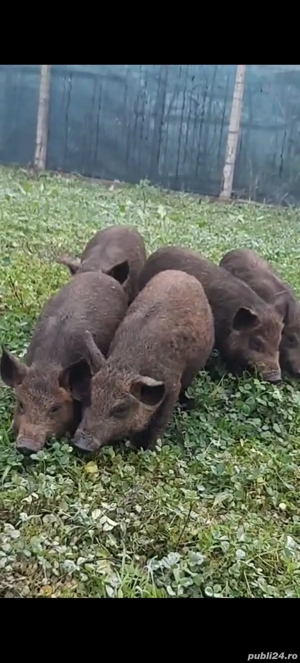 Mistret cu mangalita - imagine 3