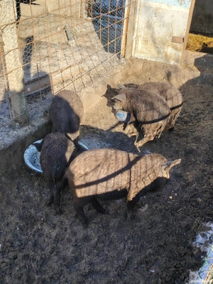 Mistret cu mangalita - imagine 5