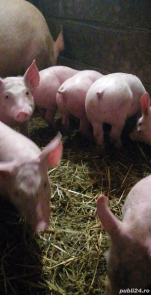 porci de vanzare  - imagine 2