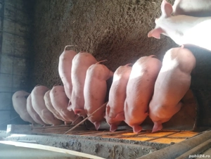 purcei varsta 2 luni preț de la 500-600 lei - imagine 3