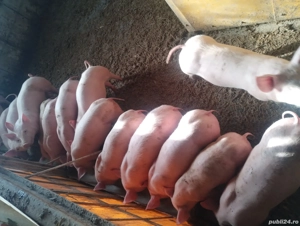 purcei varsta 2 luni preț de la 500-600 lei - imagine 4