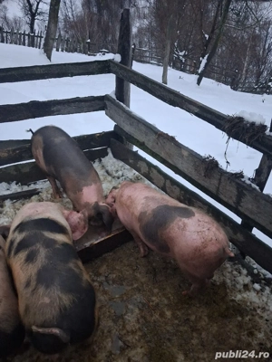purcei de vanzare (4luni) - imagine 3
