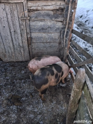 purcei de vanzare (4luni) - imagine 4