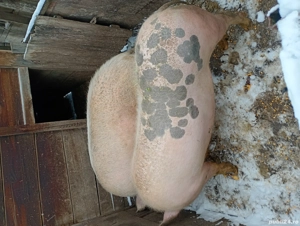 Porcii din gospodarie  - imagine 2