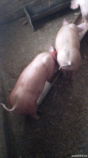 De vânzare purcei..