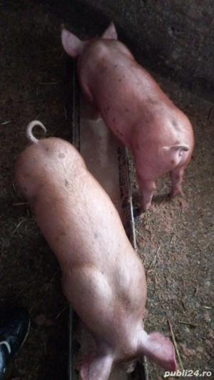 De vânzare purcei.. - imagine 2