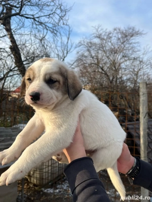 Caini Ciobanesc de Asia Centrală