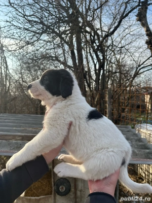 Caini Ciobanesc de Asia Centrală - imagine 3