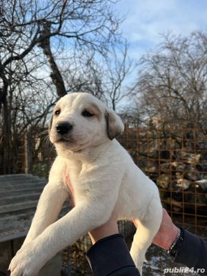 Caini Ciobanesc de Asia Centrală - imagine 4