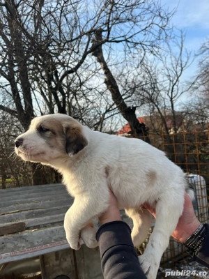 Caini Ciobanesc de Asia Centrală - imagine 2