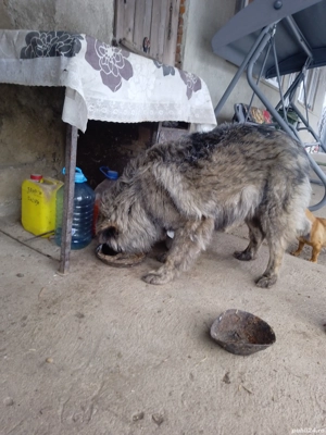 Cățea caucazian frumoasă  - imagine 2