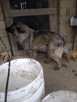 Cățea caucazian frumoasă 