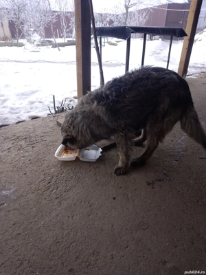 Cățea caucazian frumoasă  - imagine 3