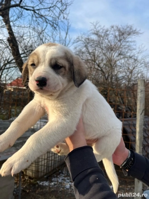 Câini Ciobanesc de Asia Centrala