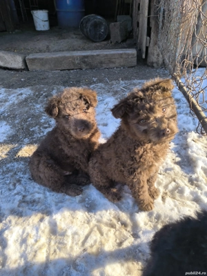 Căței de întors oile