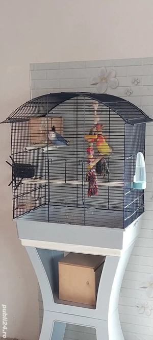 Disponibili papagali 