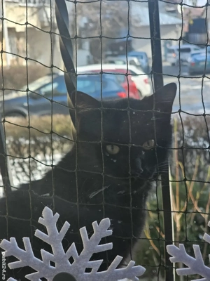 Adopție motan  negru complet 