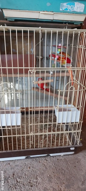 Disponibili papagali  - imagine 3