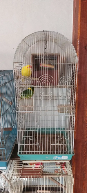 Disponibili papagali  - imagine 2