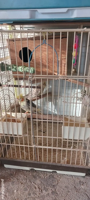 Disponibili papagali  - imagine 4