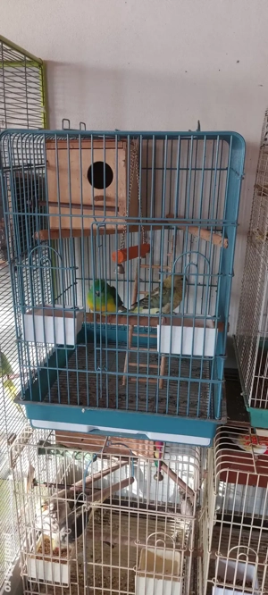 Disponibili papagali  - imagine 5