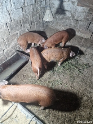 purcei de vânzare mai multe detali in privat sau la nr   - imagine 3