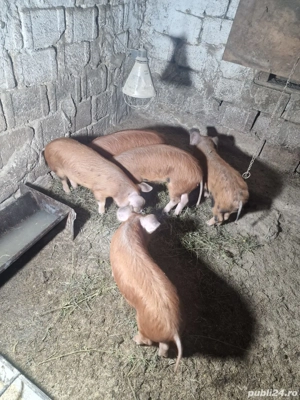 purcei de vânzare mai multe detali in privat sau la nr   - imagine 2