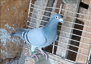 Vand porumbei voiajori maturi - imagine 3