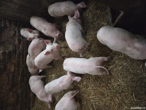 Purcei de rasa - imagine 4