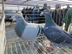 Vand porumbei voiajori maturi - imagine 2