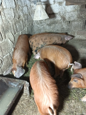 purcei de vânzare mai multe detali in privat sau la nr   - imagine 4