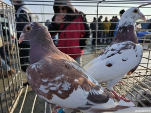 Vand porumbei voiajori maturi